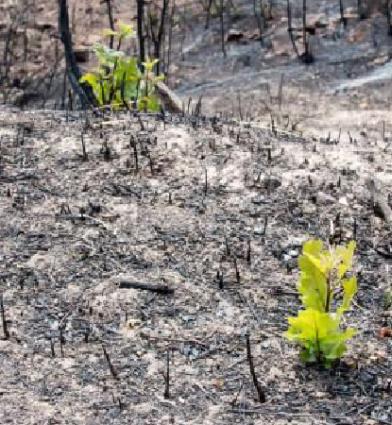 plants regrowing after fire