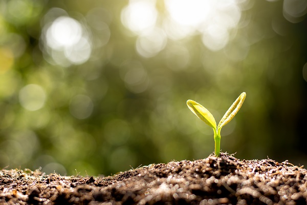 A plant starting to grow in a forest